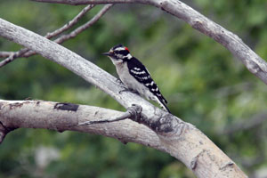 Wildlife photography by Betty Fold Gallery